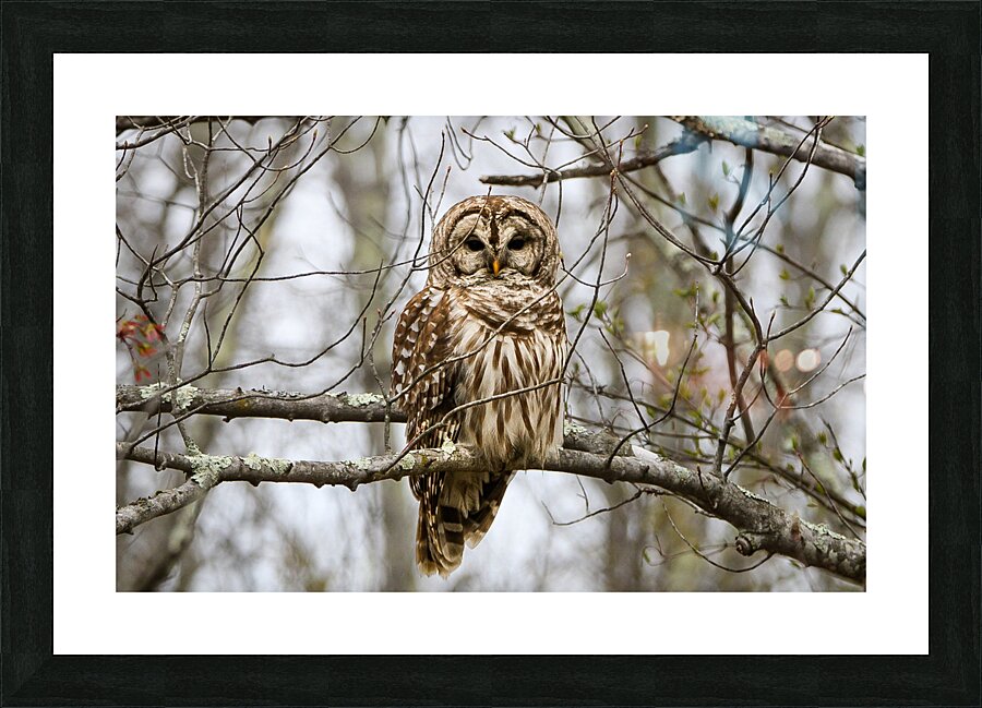 Barred Owl Picture Frame print
