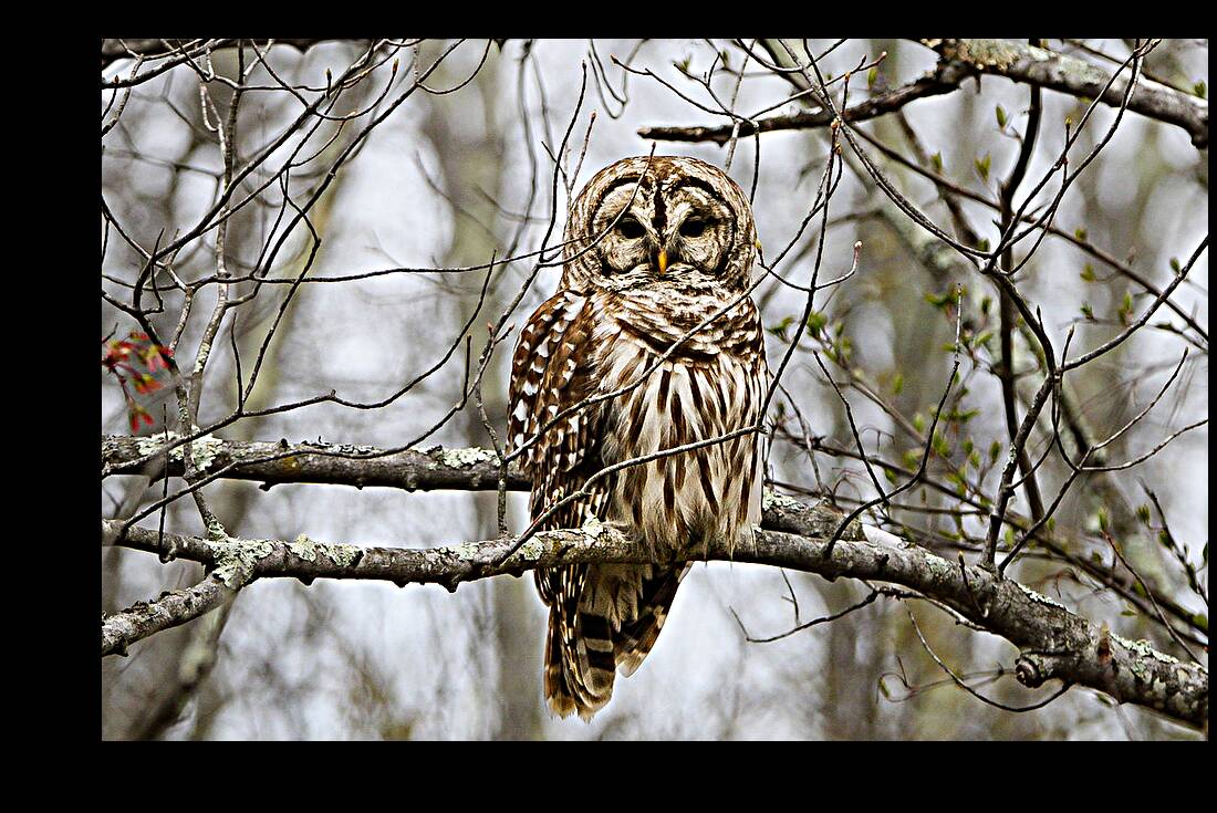 Barred Owl Reproduction