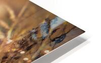 Golden Turkey HD Metal print