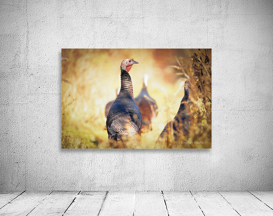 Golden Turkey Wall Preview