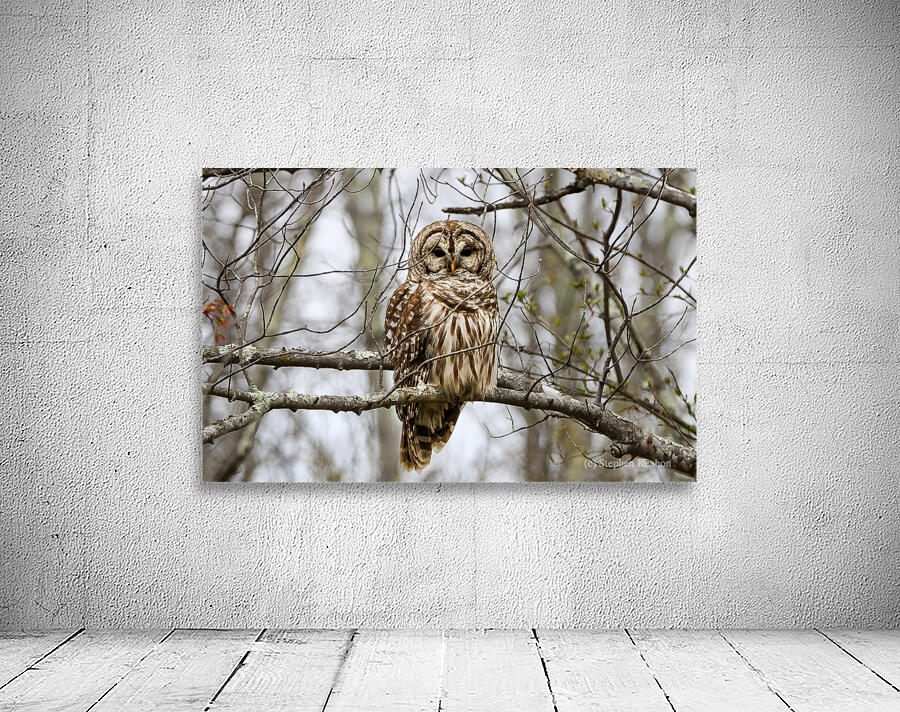 Barred Owl Wall Preview