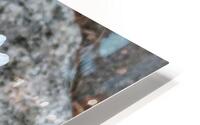 Daisy on the Rocks HD Metal print