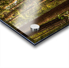 Dark Forest Acrylic print