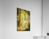 Morning Light Acrylic Print
