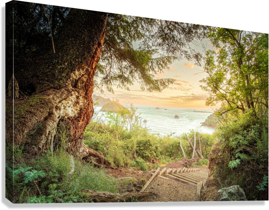 Sunday Trail Walk Canvas Print