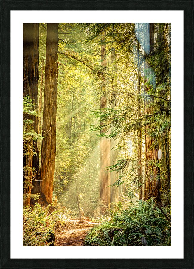 Morning Light Picture Frame print