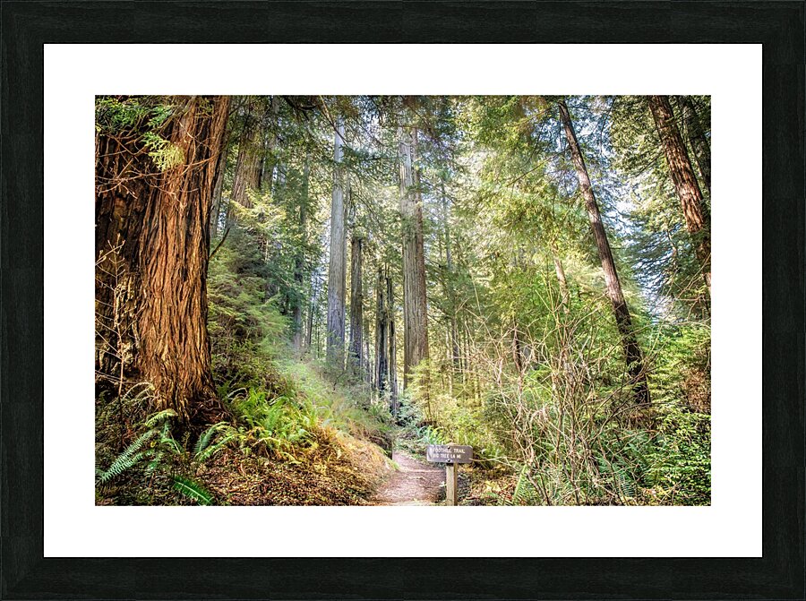 Forest Trail Picture Frame print