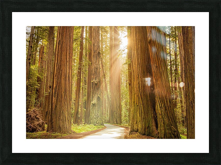 Tall Trees Picture Frame print