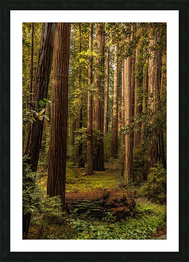 Dark Forest Picture Frame print