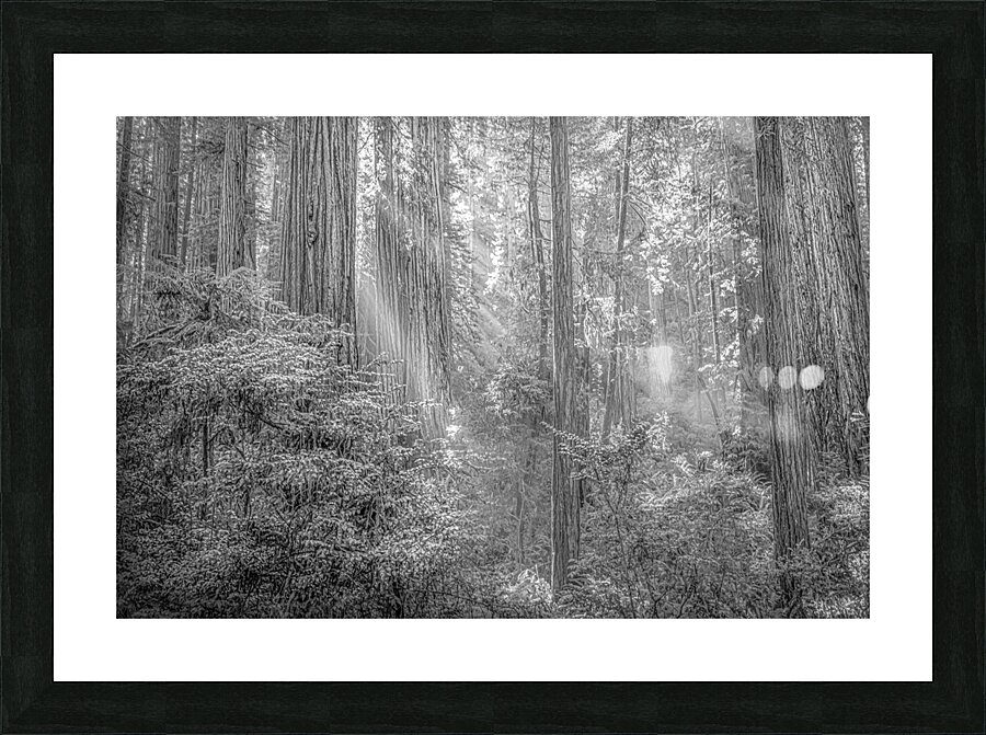 Into the Woods Picture Frame print
