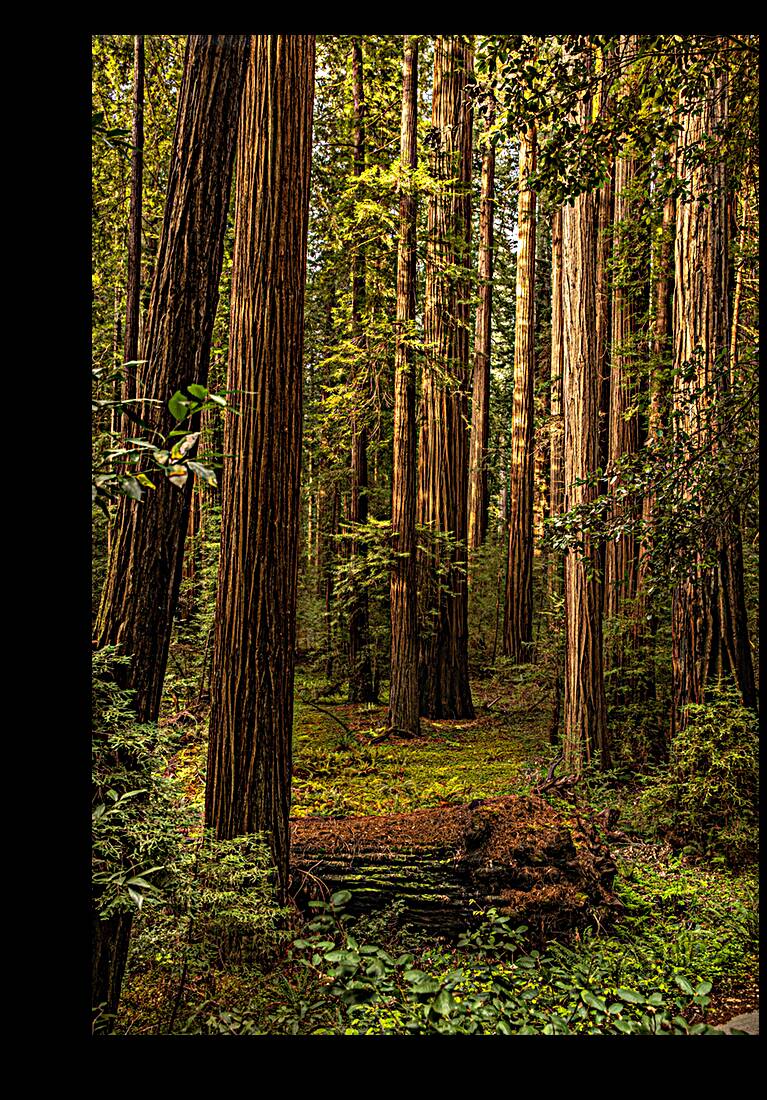 Dark Forest Reproduction