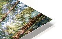 Forest Trail HD Metal print