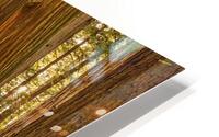 Tall Trees HD Metal print
