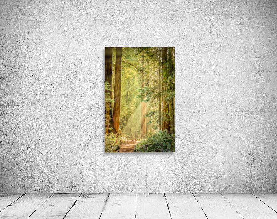 Morning Light Wall Preview