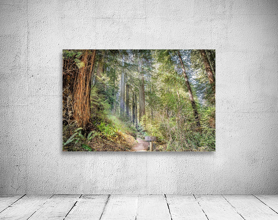 Forest Trail Wall Preview