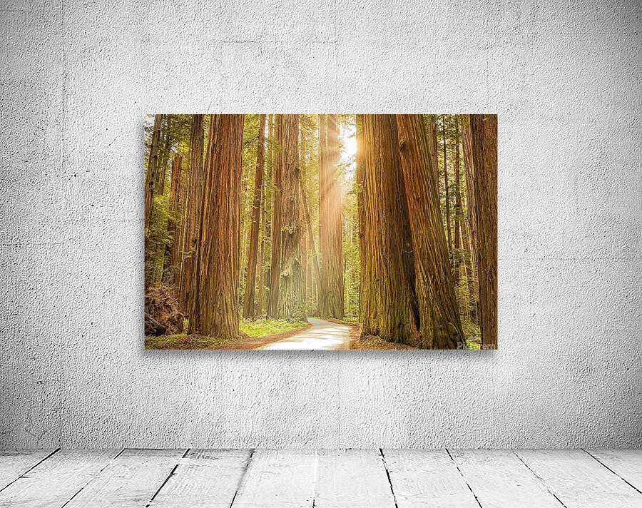 Tall Trees Wall Preview