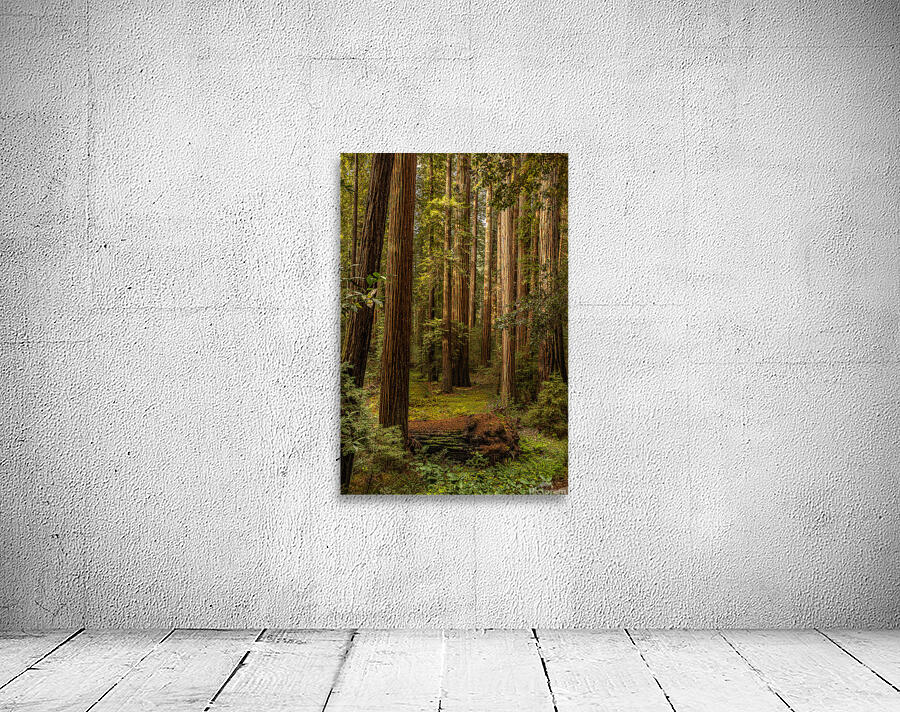 Dark Forest Wall Preview