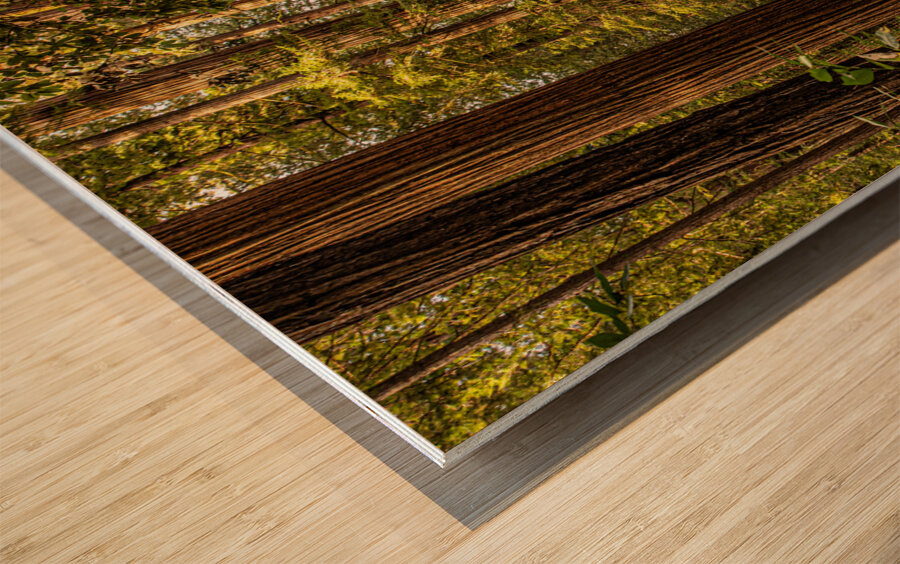 Dark Forest Wood print