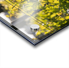 IMG 7686 Acrylic print