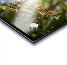 PIC17054 Acrylic print