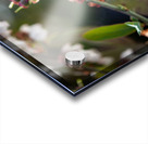 IMG 1002 Acrylic print