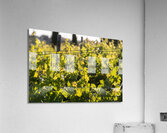 IMG 7686 Acrylic Print