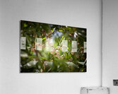 PIC17054 Acrylic Print