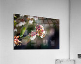 IMG 1002 Acrylic Print