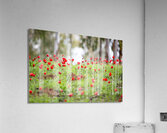 PIC12807 Acrylic Print