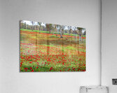 PIC12981 Acrylic Print