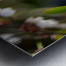 IMG 1002 Metal print