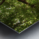 IMG 4279 Metal print