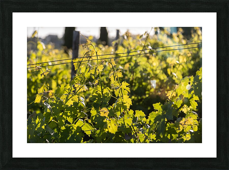 IMG 7686 Picture Frame print