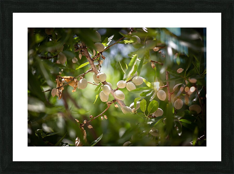 PIC17054 Picture Frame print