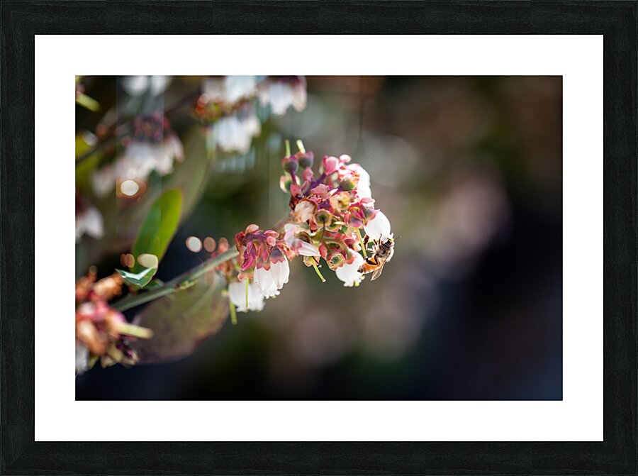 IMG 1002 Picture Frame print