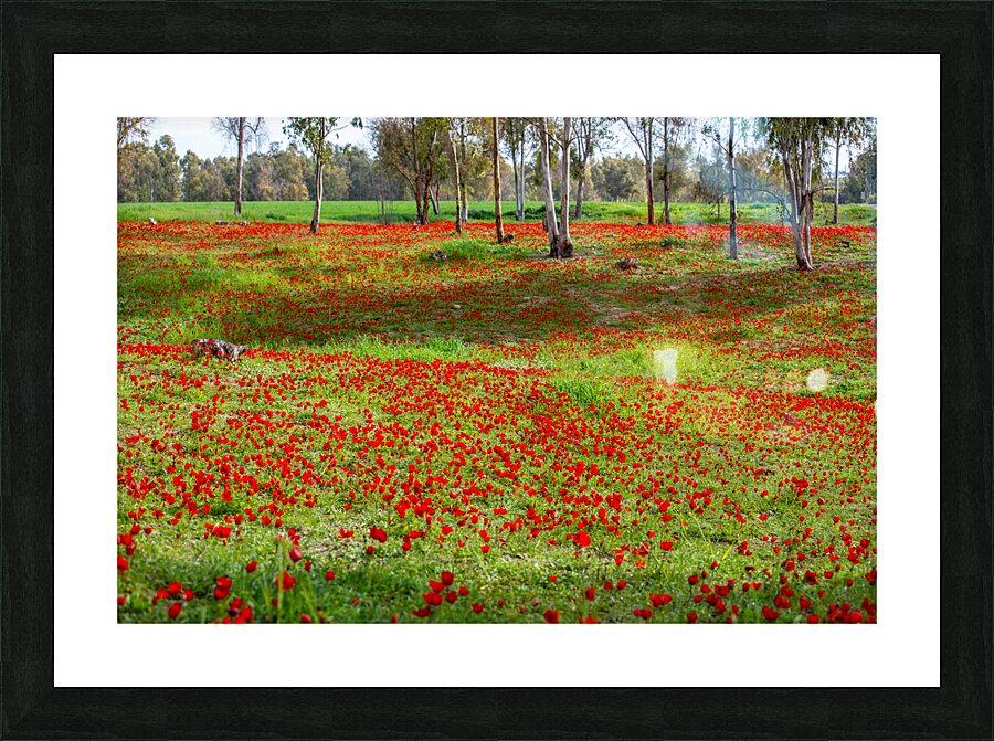PIC12981 Picture Frame print