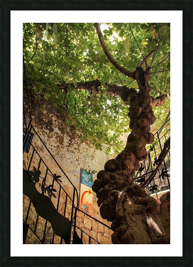 IMG 4279 Picture Frame print