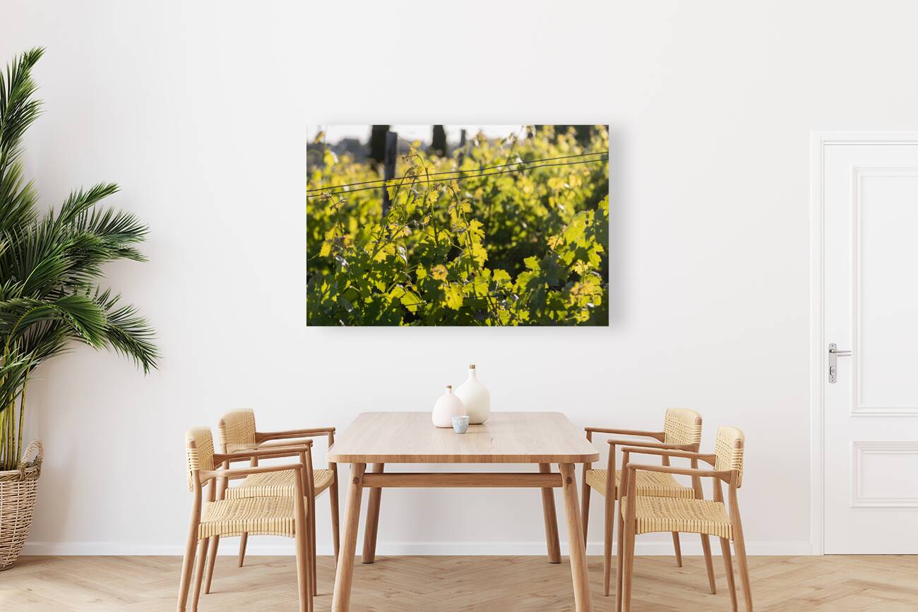 IMG 7686 Reproduction