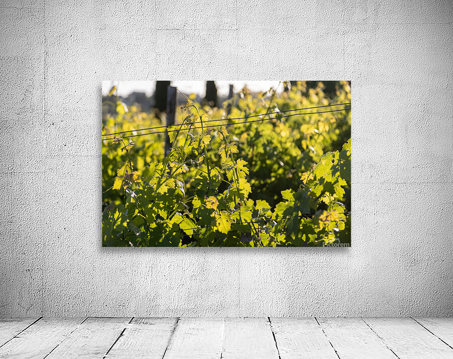 IMG 7686 Wall Preview