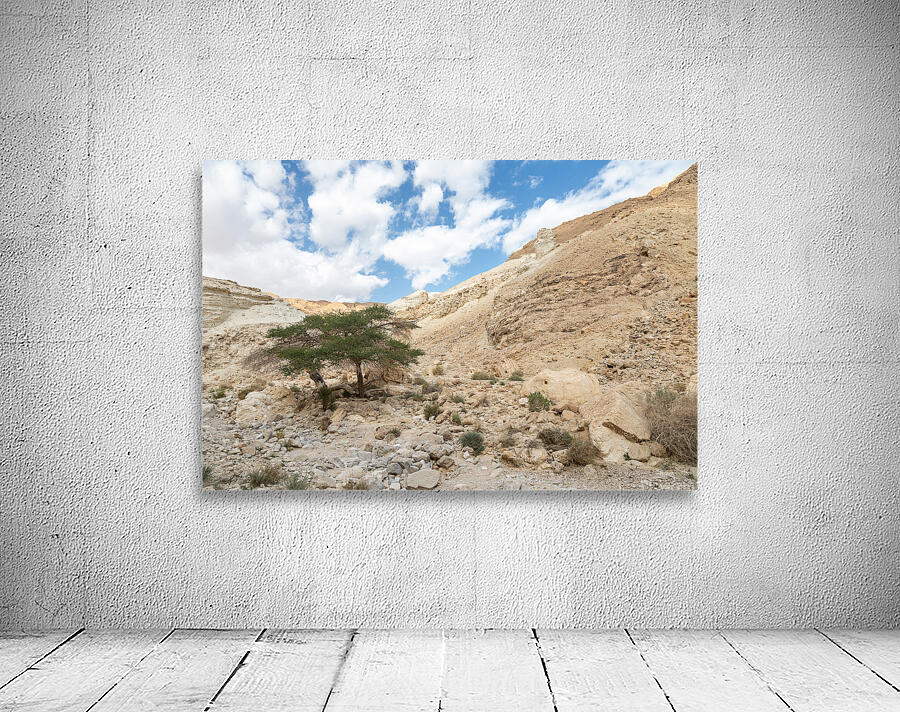 IMG 8189 Wall Preview