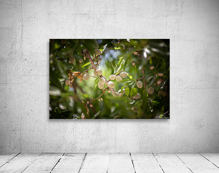 PIC17054 Wall Preview