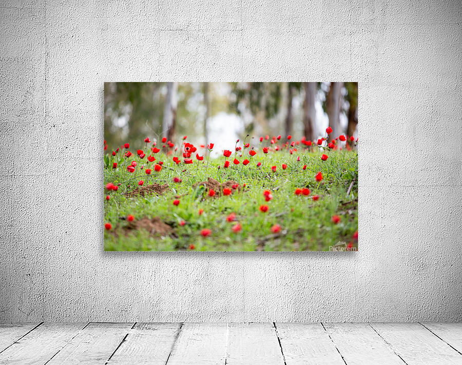 PIC12807 Wall Preview