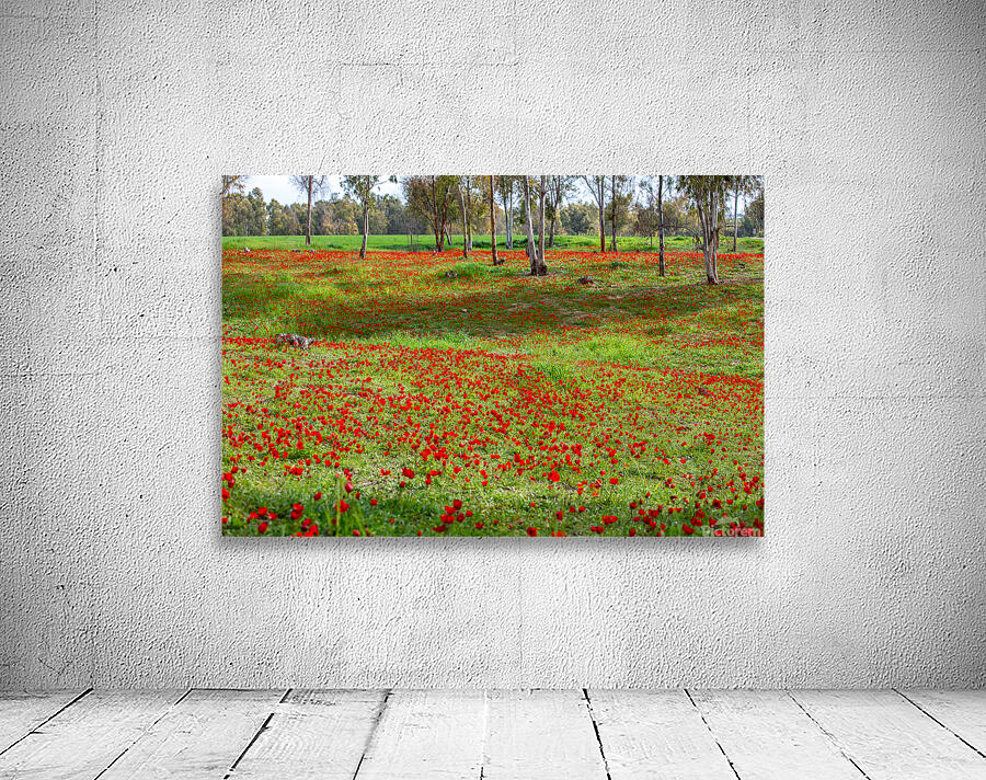 PIC12981 Wall Preview