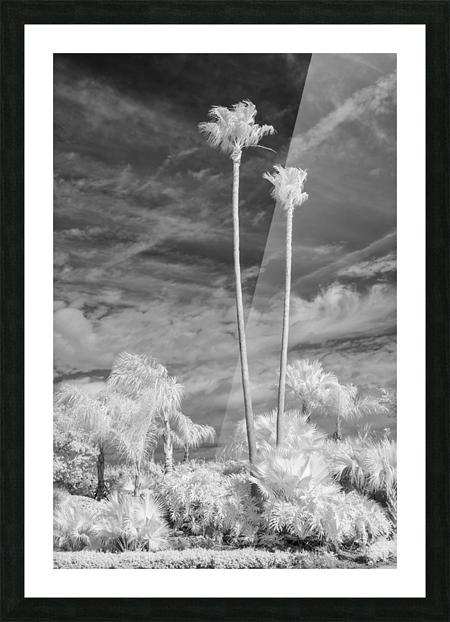 Tall Palms Picture Frame print