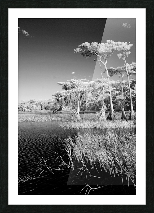 Blue cypress trees vertical Picture Frame print