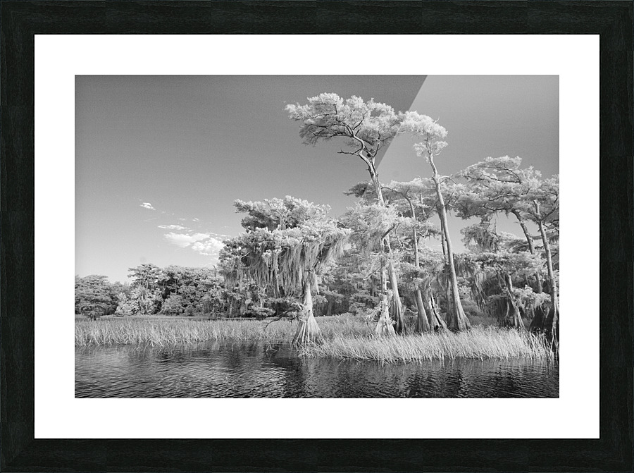 Blue cypress trees horizontal Picture Frame print