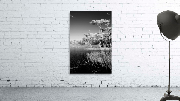 Blue cypress trees vertical Wall Preview