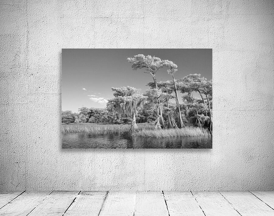 Blue cypress trees horizontal Wall Preview