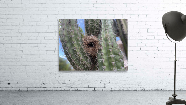 Refuge Wall Preview