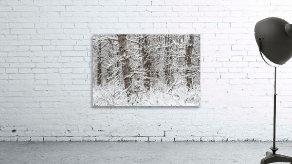 Snowy Trees Wall Preview